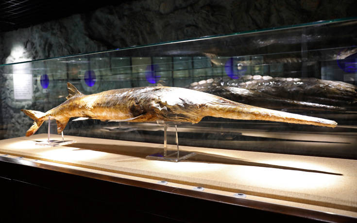 Είδος γιγάντιου ψαριού εξαφανίστηκε μετά από 150 εκατ. χρόνια εξαιτίας του ανθρώπου