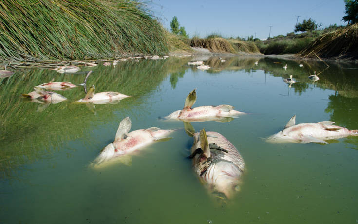Νεκρά ψάρια ξεβράστηκαν στις όχθες ποταμών στη Βουλγαρία