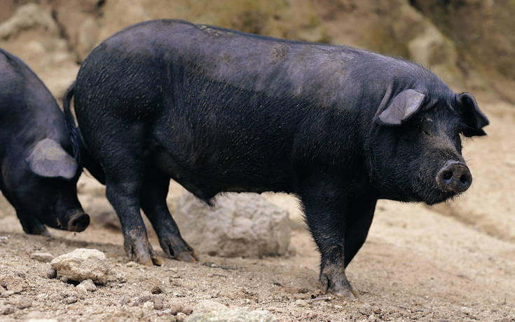 Το μαύρο γουρούνι του Δία «παλεύει» να επιβιώσει στη σύγχρονη αγορά