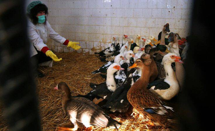 Γρίπη των πτηνών: Αυξανόμενα κρούσματα στην Βουλγαρία – Σε εγρήγορση οι ελληνικές αρχές