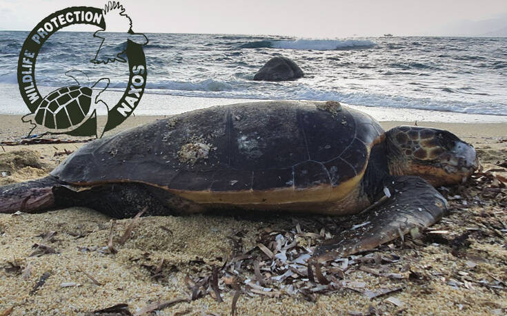 Θαλάσσια χελώνα σε παραλία της Νάξου βρέθηκε με τομή 5 εκατοστών στον λαιμό της