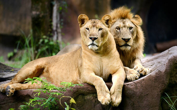 Τέσσερα λιοντάρια σε ζωολογικό κήπο βρέθηκαν θετικά στον κορονοϊό