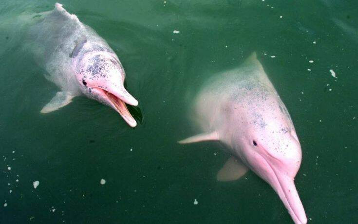 Ταϊλάνδη: Οι τουρίστες έφυγαν τα σπάνια ροζ δελφίνια επέστρεψαν