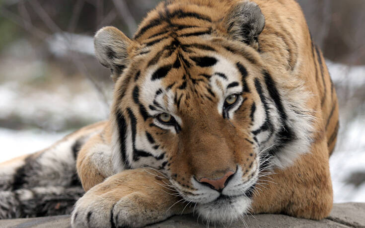 Κορονοϊός ΗΠΑ: Τίγρεις σε ζωολογικό κήπο βρέθηκαν θετικές – Δύο γάτες  έγιναν τα πρώτα κατοικίδια στη χώρα που μολύνθηκαν