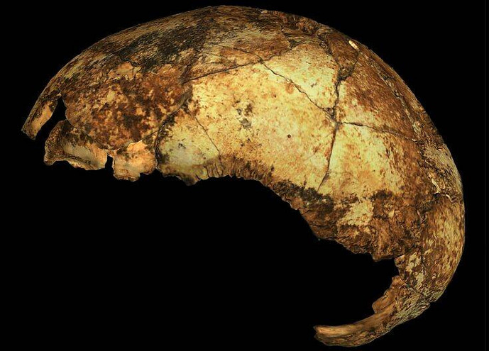 Νότια Αφρική: Ανακαλύφθηκε το αρχαιότερο κρανίο Homo erectus