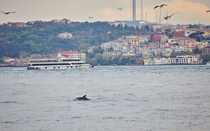 Κωνσταντινούπολη &#8211; Κορονοϊός: Τα δελφίνια χαίρονται έναν Βόσπορο γαλήνιο χάρη στο lockdown