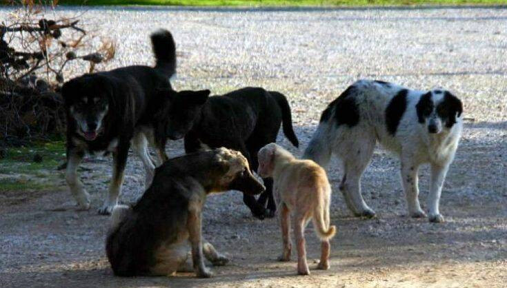 Κτηνωδία στη Νάουσα: Έριξαν φόλες σε σκυλιά και τα βρήκαν νεκρά στον δρόμο