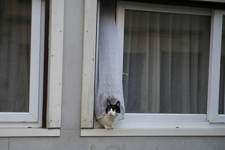 Γαλλία &#8211; Κορονοϊός: Ένας γάτος βγήκε θετικός στη νόσο, πιθανόν μολύνθηκε από τους ιδιοκτήτες του