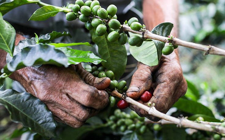 Πώς ο κορονοϊός απειλεί την εξαγωγή καφέ από την Κολομβία