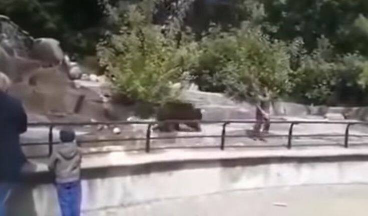 Μεθυσμένος άνδρας προσπάθησε να πνίξει αρκούδα σε ζωολογικό κήπο