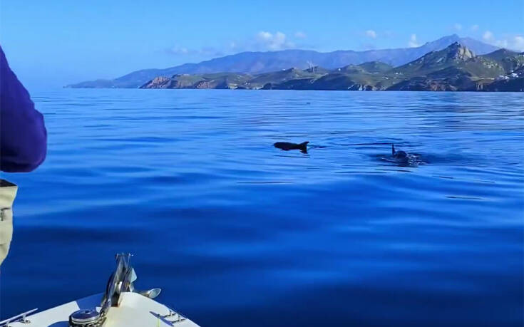 Υπέροχες εικόνες με δελφίνια να κολυμπούν κοντά στο λιμάνι της Νάξου