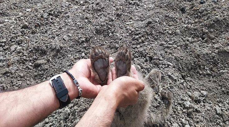 Καστοριά: Δύο αρκουδάκια βρέθηκαν θαμμένα σε αγρόκτημα, όλα δείχνουν ότι τα έθαψε η μαμά-αρκούδα