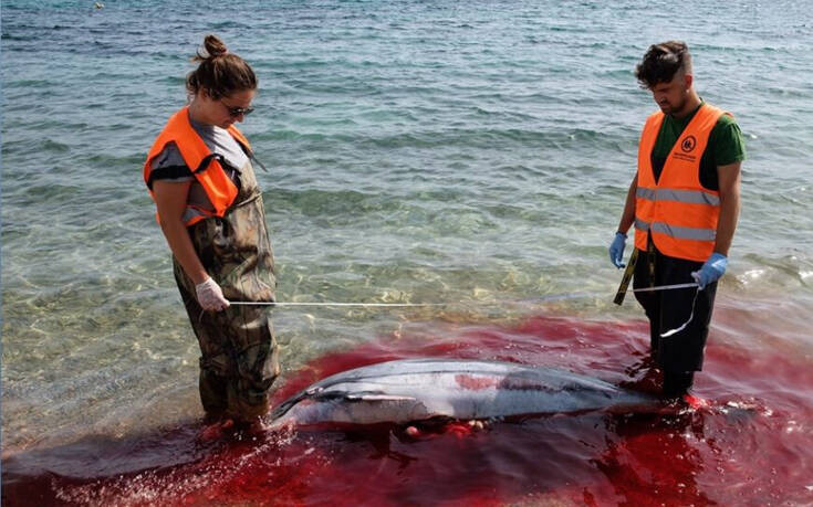Σφαγές θηλαστικών στο Αιγαίο: Έκοψαν με μαχαίρι τα πτερύγια δελφινιών