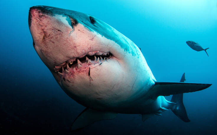 Άνδρας έδωσε γροθιά σε λευκό καρχαρία για να σώσει τη σύζυγό του που δέχτηκε  επίθεση