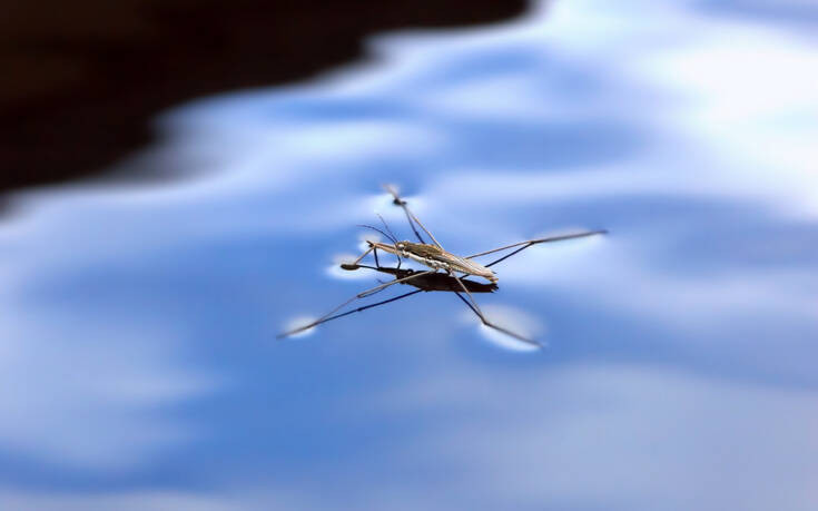 Μικροσκοπικό υδρόβιο έντομο είναι 100 φορές γρηγορότερο από τον Γιουσέιν Μπολτ