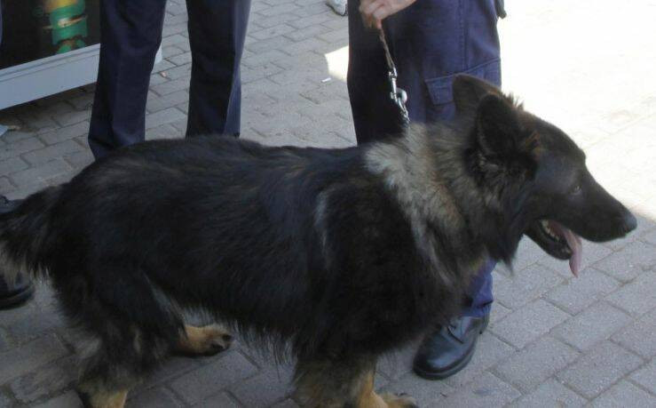 Ειδικά εκπαιδευμένος σκύλος στην επιχείρηση για τον εντοπισμό του 54χρονου στον Υμηττό