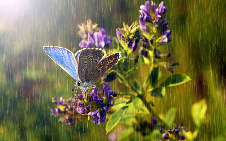 Να πώς προστατεύονται τα έντομα από τη βροχή