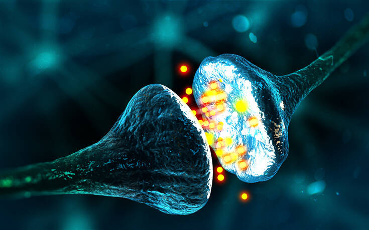 Δημιουργήθηκε η πρώτη τεχνητή σύναψη εγκεφάλου που επικοινωνεί με τα ζωντανά κύτταρα