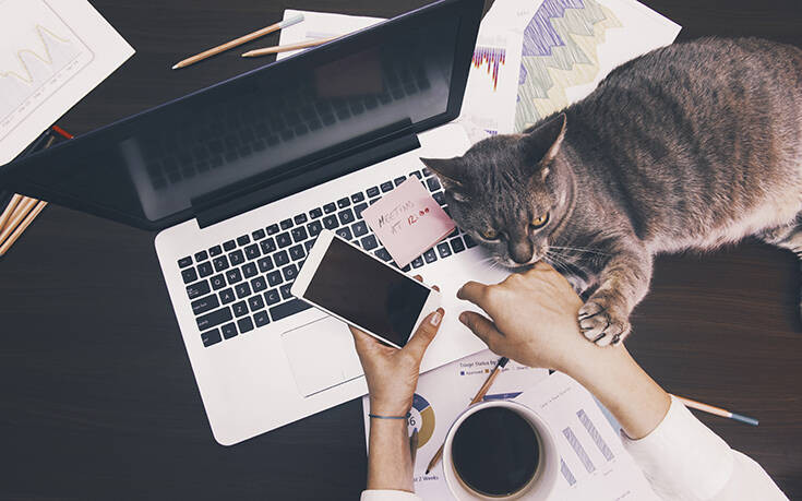 Οι γάτες οι μεγάλες κερδισμένες από την καθιέρωση της τηλε-εργασίας