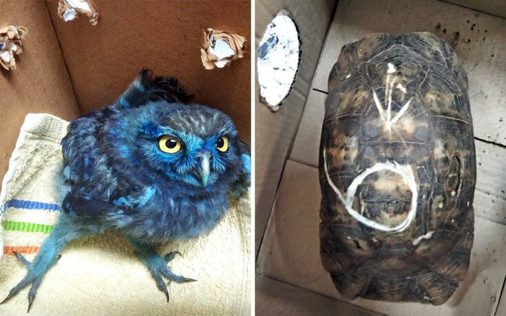 Εικόνες ντροπής: Έβαψαν κουκουβάγια με μπογιά από παιδικό πάρτι και κακοποίησαν χελώνες