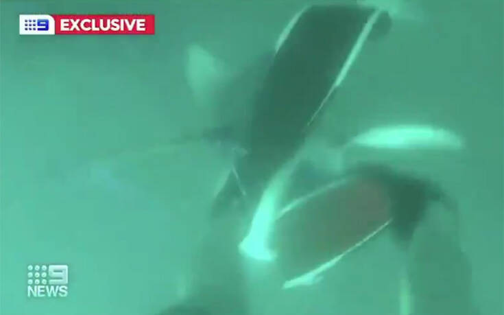 Η στιγμή που ψαροντουφεκάς κλωτσάει έναν καρχαρία στο κεφάλι για να σωθεί