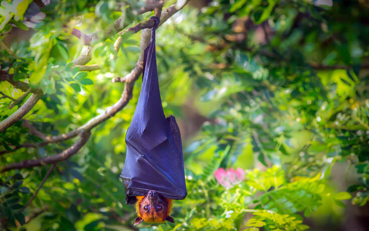 Τι είναι οι νυχτερίδες σε «μέγεθος ανθρώπου» που τρομοκράτησαν το ίντερνετ