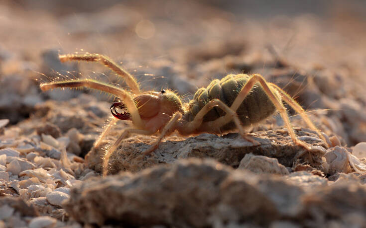 Camel Spider: Είναι επικίνδυνο ή όχι το περίεργο είδος αράχνης που εμφανίστηκε στην Ελλάδα