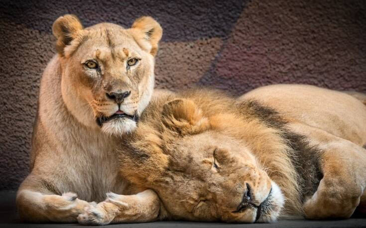 Ζευγάρι λιονταριών έμεινε αχώριστο στη ζωή αλλά και τον θάνατο