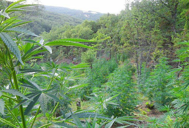 Λαμία: Ξεριζώθηκε τεράστια φυτεία χασίς με περισσότερα από 2.000 δέντρα