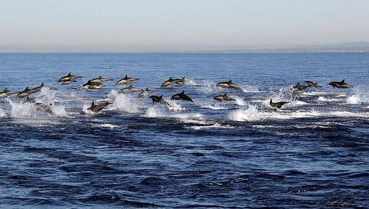 Σπάνιο φαινόμενο: Κοπάδι εκατοντάδων δελφινιών πηδούν το ένα μετά το άλλο πάνω από το νερό