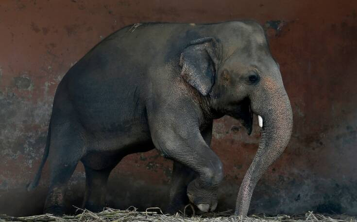 Ελεφαντίνα συναντά μετά από 12 χρόνια την κόρη της στον ζωολογικό κήπου του Χάλε