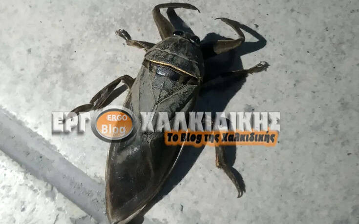 Σπάνιο δηλητηριώδες έντομο εμφανίστηκε στη Χαλκιδική