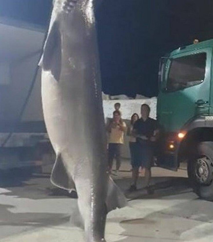 Σκόπελος: Ψάρεψαν γαλέο 6 μέτρα και 500 κιλά