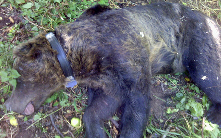 Μεγαλόσωμη αρκούδα στη Φλώρινα παγιδεύτηκε σε θηλιά για αγριογούρουνα