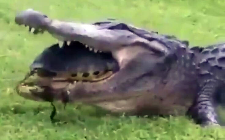 Να τι συνέβη όταν ένας αλιγάτορας προσπάθησε να φάει μια χελώνα