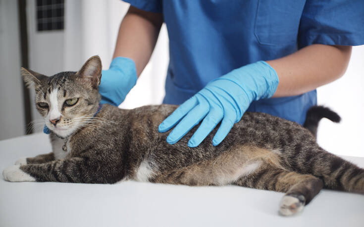Άντρας διέρρηξε κτηνιατρείο για να κλέψει… αίμα γάτας