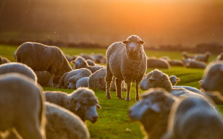 «Ήταν χαρούμενα» λέει ο ιδιοκτήτης της μονάδας καλλιέργειας για τα πρόβατα που του έφαγαν 300 κίλα κάνναβη