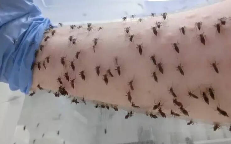 Ταγμένος επιστήμονας αφήνει χιλιάδες κουνούπια να τον τσιμπούν καθημερινά για να βρει θεραπεία