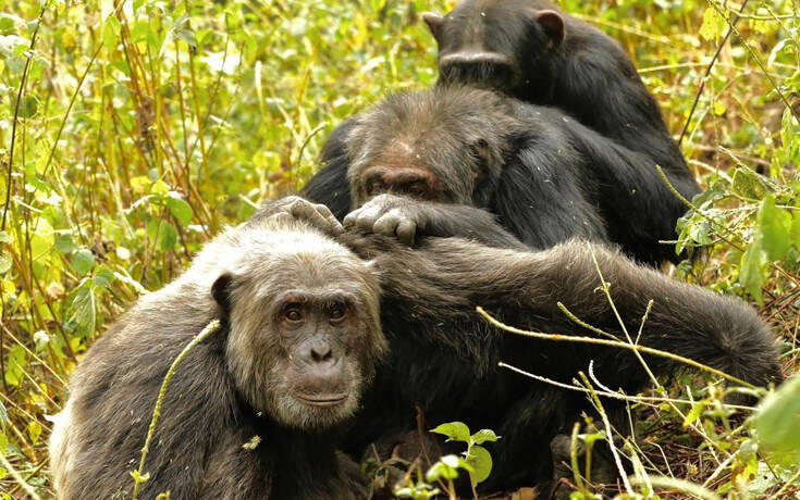Μοιάζουμε με τους χιμπατζήδες ακόμη και στις&#8230; φιλίες μας