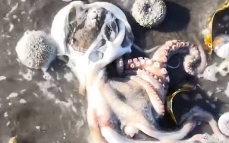 «Ύποπτος αφρός» προκαλεί μαζικούς θανάτους ζώων - Ένα στρώμα ρύπων μήκους 40 χιλιομέτρων επιπλέει στον ωκεανό