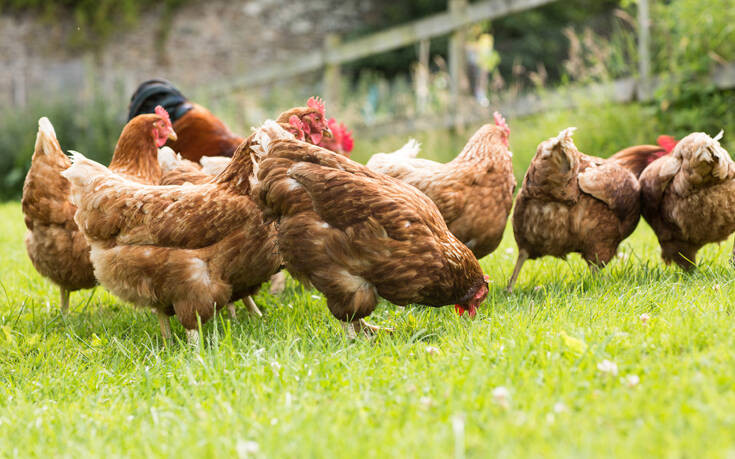 Η Δανία θανατώνει 25.000 κοτόπουλα &#8211; Εντοπίστηκαν κρούσματα γρίπης των πτηνών