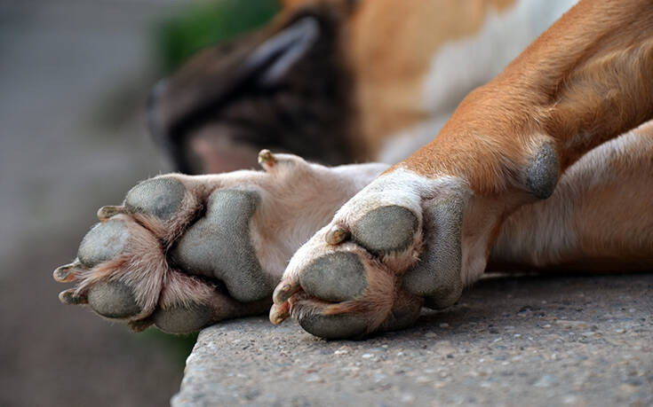 Κτηνωδία στη Ρόδο: Κρέμασαν τον σκύλο τους σε χωράφι