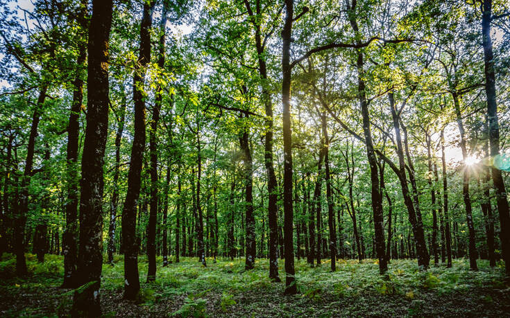 Η επιφάνεια των δασών που χάθηκε το 2020 ισοδυναμεί με το μέγεθος της Ολλανδίας