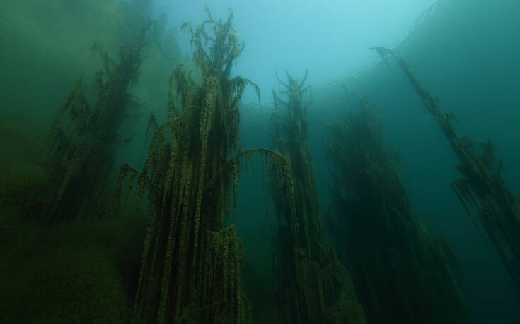 Το εντυπωσιακό υποβρύχιο δάσος από έλατα μέσα σε λίμνη