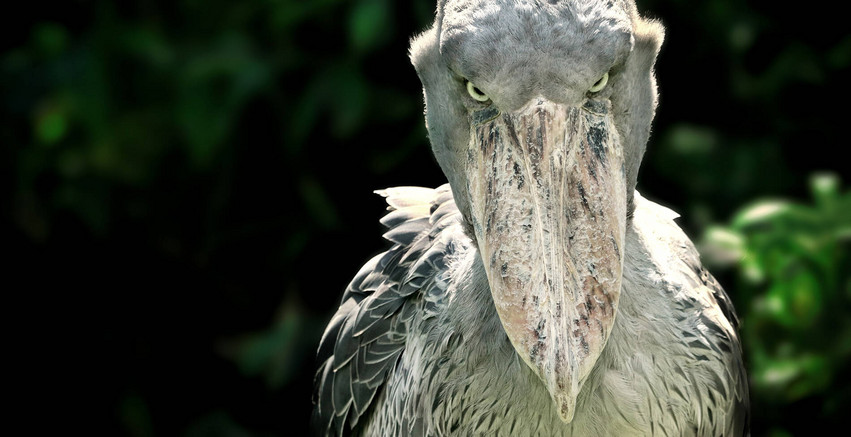 Τρομακτικά πουλιά που θα σας κάνουν να δείτε αλλιώς το βασίλειο των πτηνών