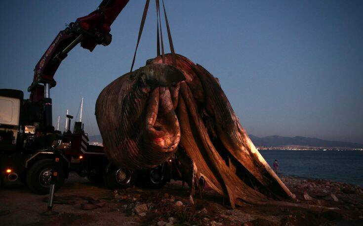 Φάλαινα στον Πειραιά: Πότε εκτιμάται ότι πέθανε και πώς επηρέασε η αλλαγή των ανέμων