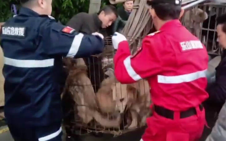 Τα δεκάδες σκυλιά σε κλουβιά περίμεναν τη σφαγή «για να γίνουν λουκάνικα»
