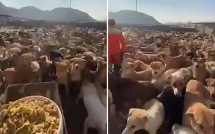 Να πώς είναι να ταΐζεις 2.000 σκυλιά τη μέρα