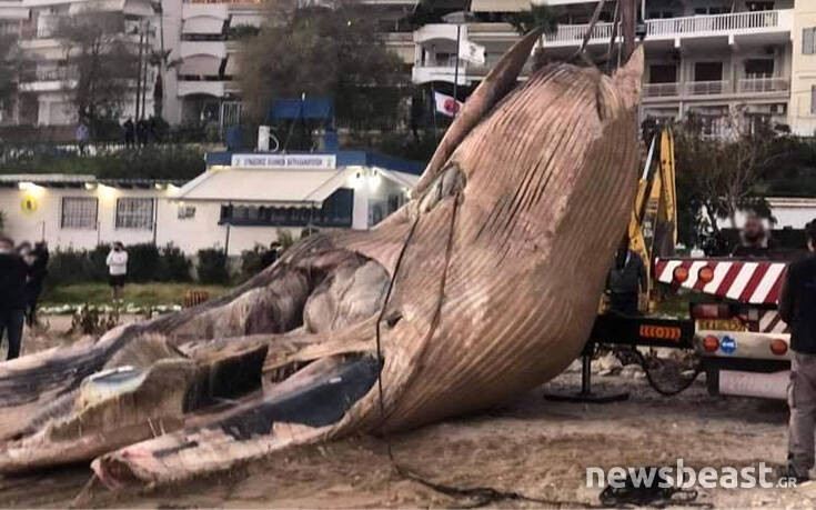 Εικόνες από τη μεταφορά της νεκρής φάλαινας που ξεβράστηκε στον Πειραιά