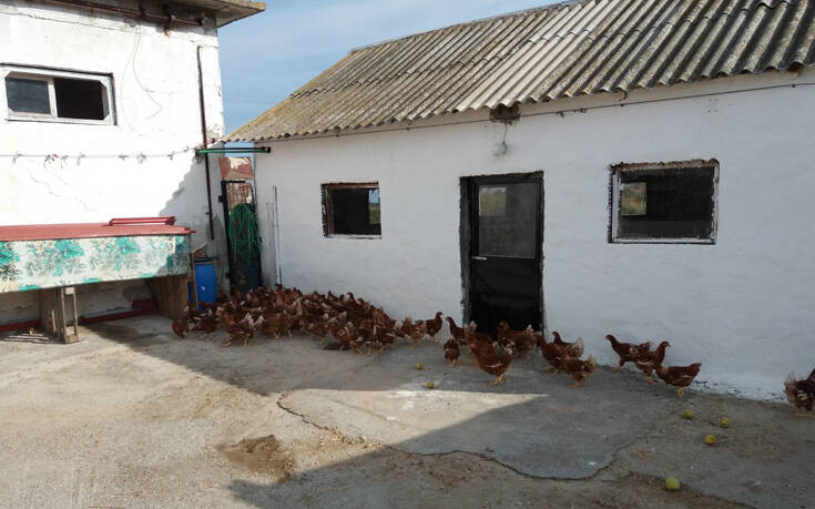 Πτηνοτροφική μονάδα παράγει αυγά από&#8230; φασκόμηλο